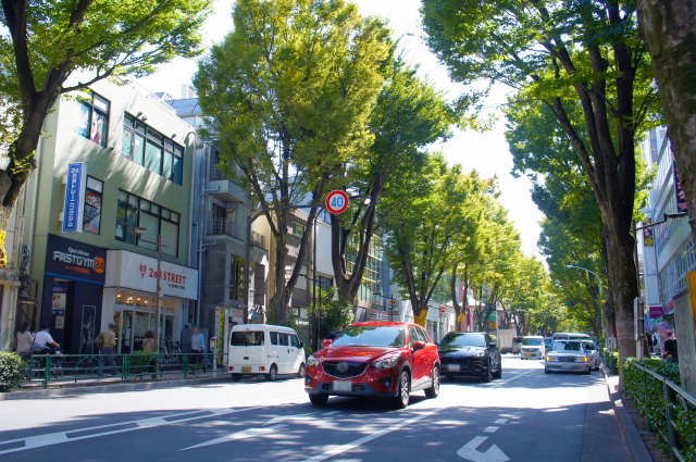 杉並区の風景（阿佐ヶ谷のケヤキ並木）