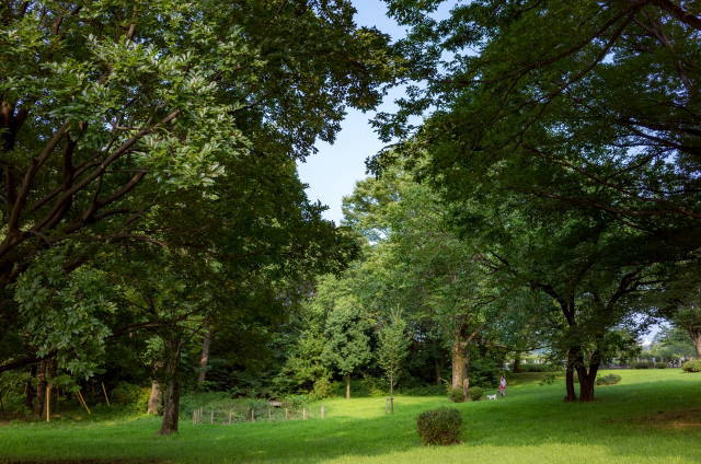 小平霊園の樹木