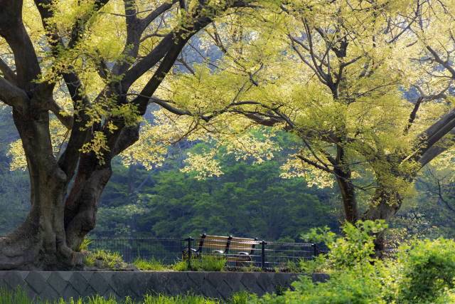 都立野川公園