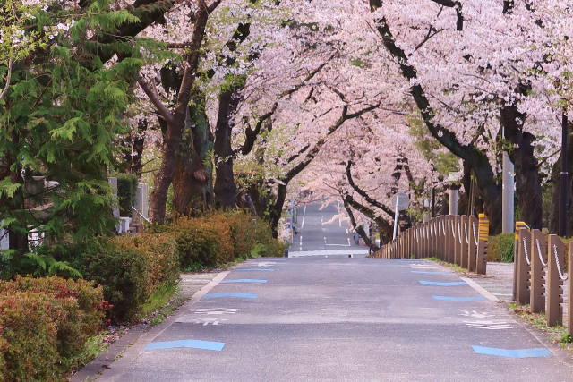 青山霊園の桜