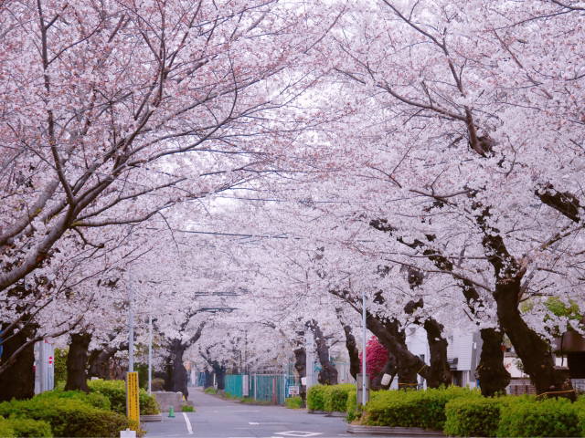 谷中霊園の桜通り